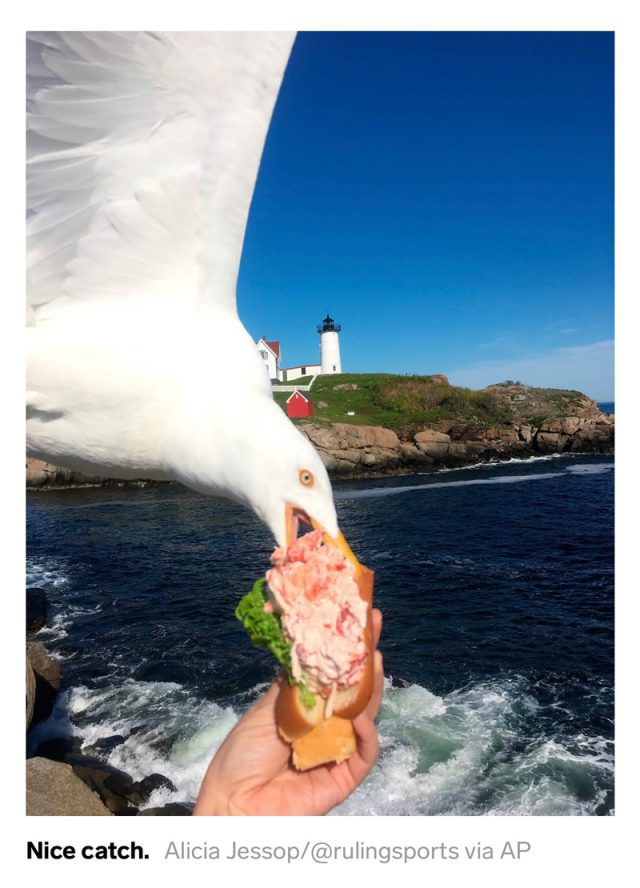 Seagull snatching lobster roll at Nubble Lighthouse